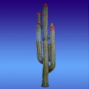 Découpe Cactus