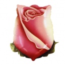 anniversaire-Ballon Rose Rose Ferm�e