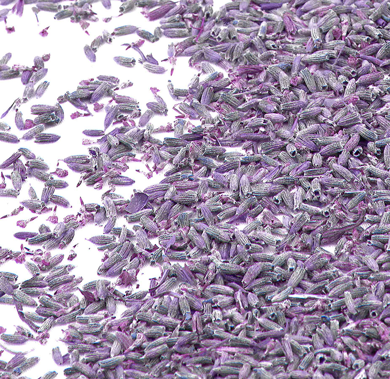 Fleur de lavande &agrave; lancer